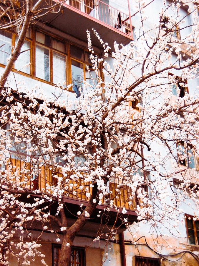 Ткемали в Тифлисских дворах