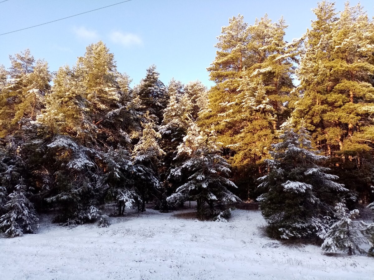 Утренний лес