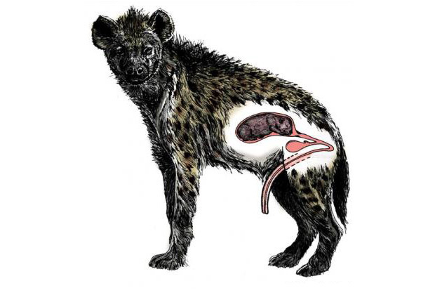 Строение репродуктивной системы гиены