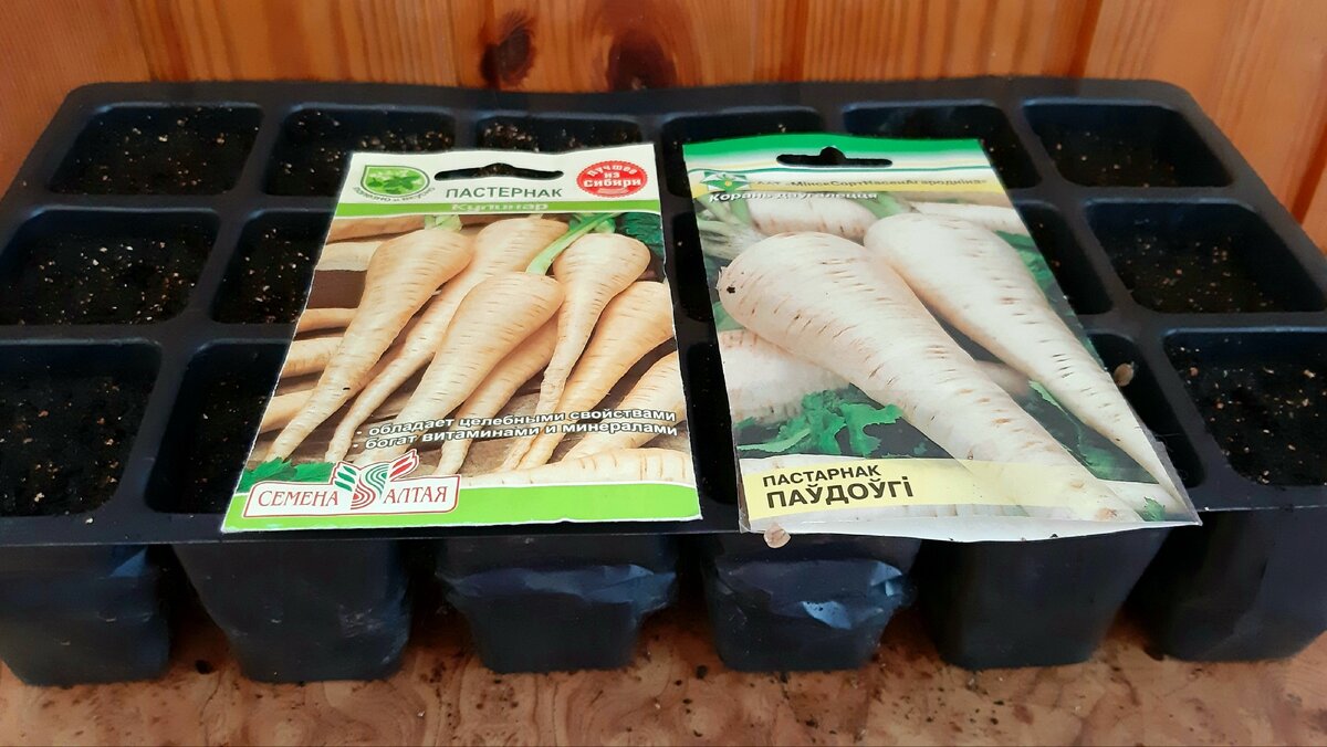 Выращиваю два сорта пастернака. Фото автора.