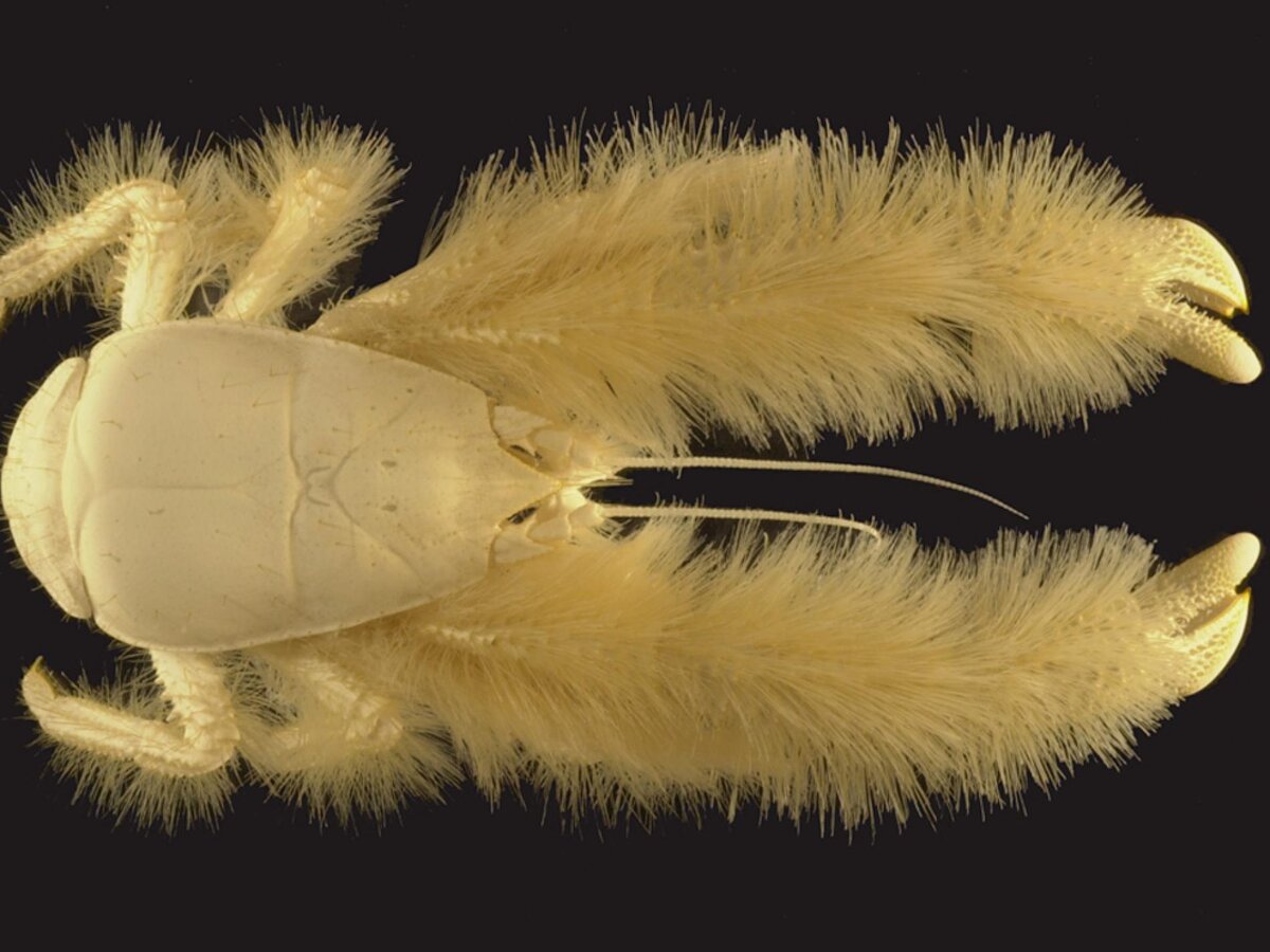 Источник фото (здесь и далее) - Яндекс. Картинки