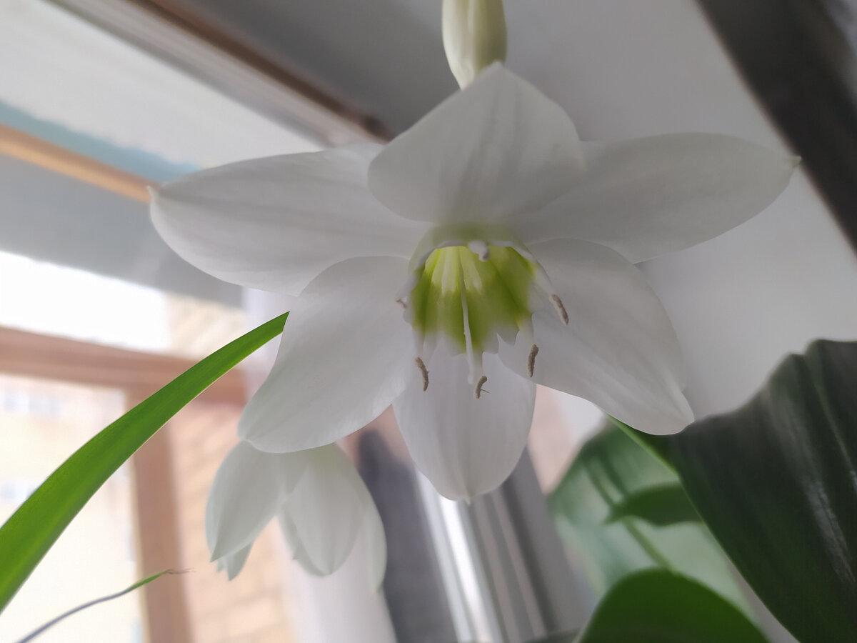 лилия цветок комнатный фото белая уход