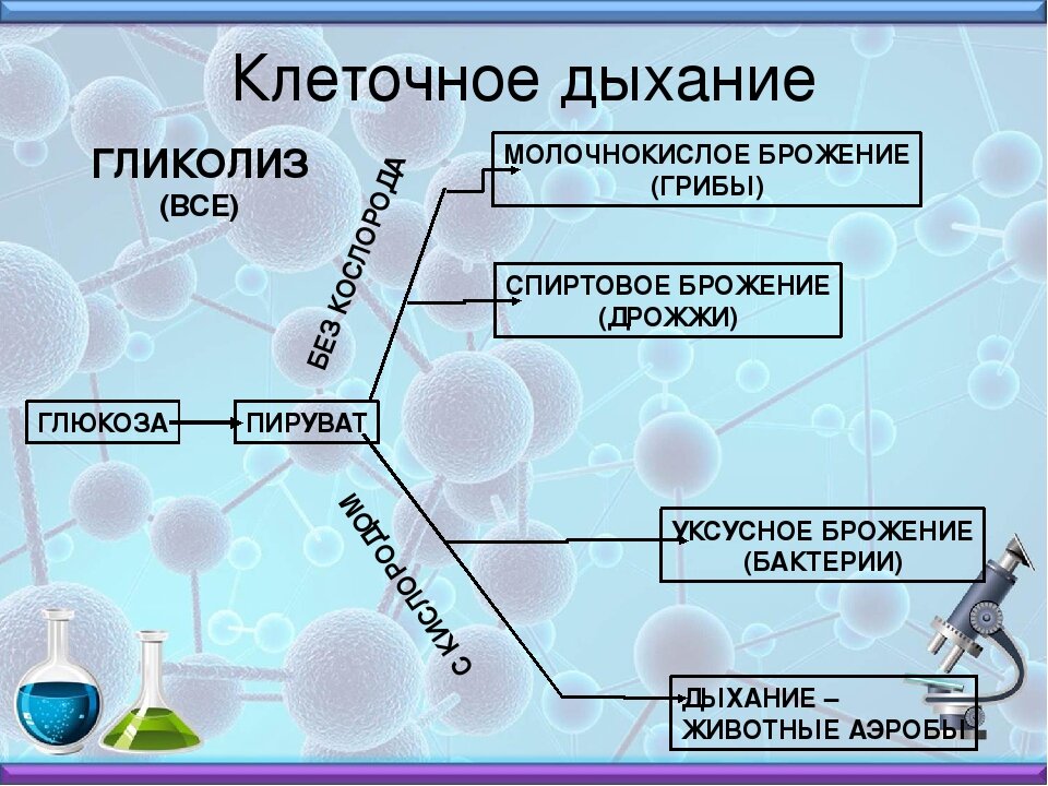 Рассмотрите рисунок на котором представлена схема клеточного дыхания название какого процесса