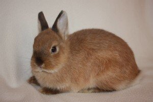 О характере декоративных кроликов