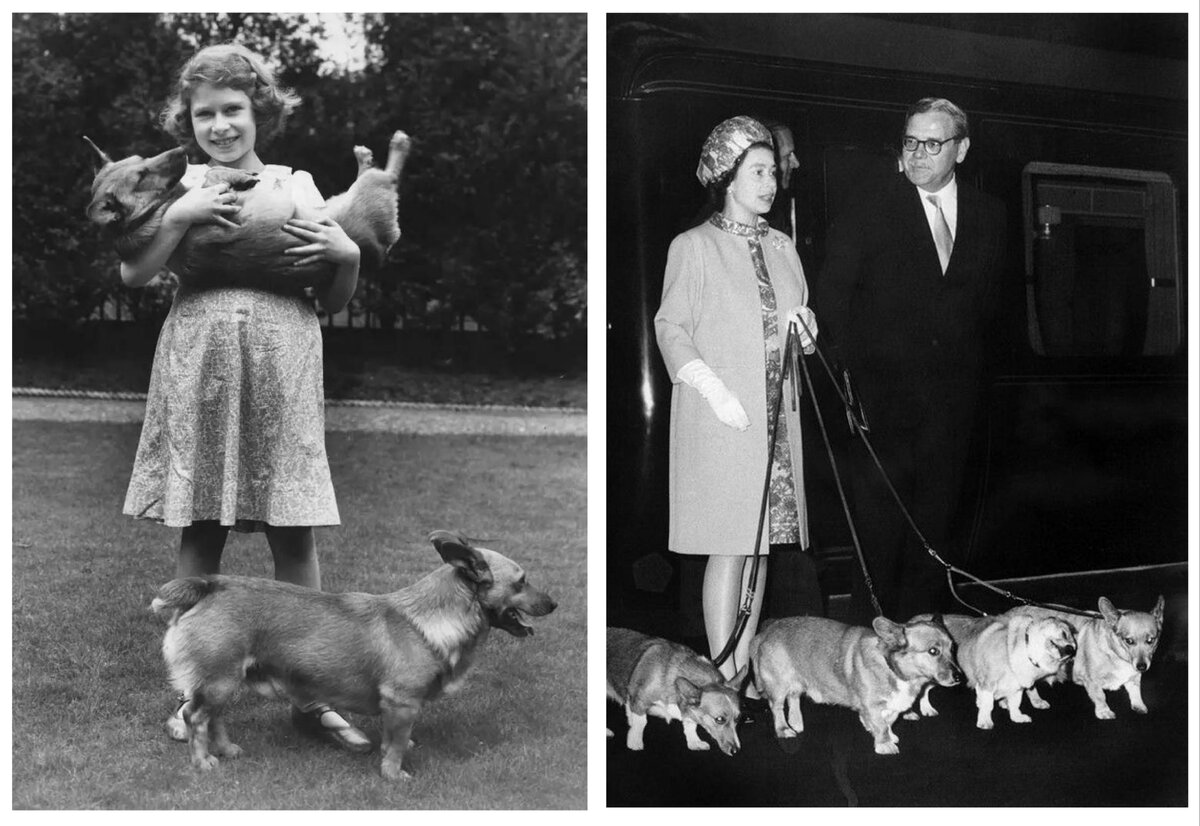 Королева и корги. Взято с открытых источников Yandex.ru