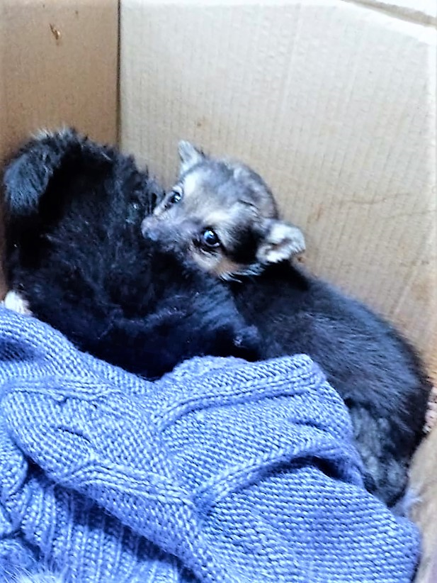 чудо в коробке