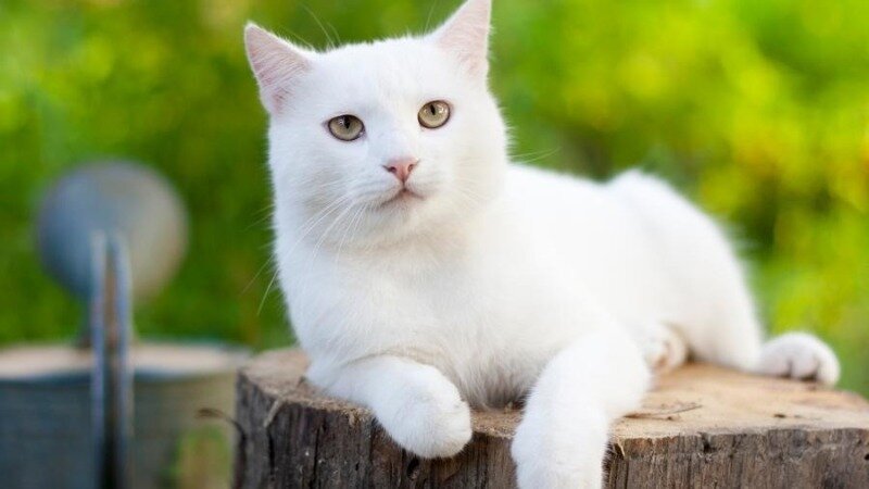 Магия белых кошек. Иллюстрация для статьи используется по стандартной лицензии ©catandcat.su