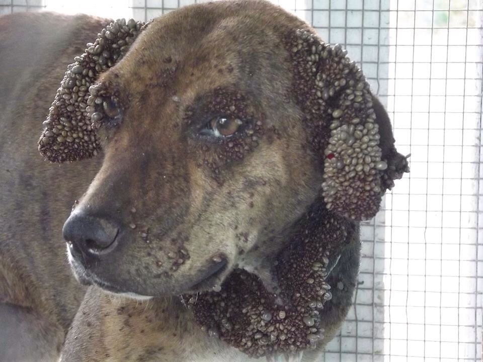 Это наверное самое большое количество клещей на собаке какое я видел!