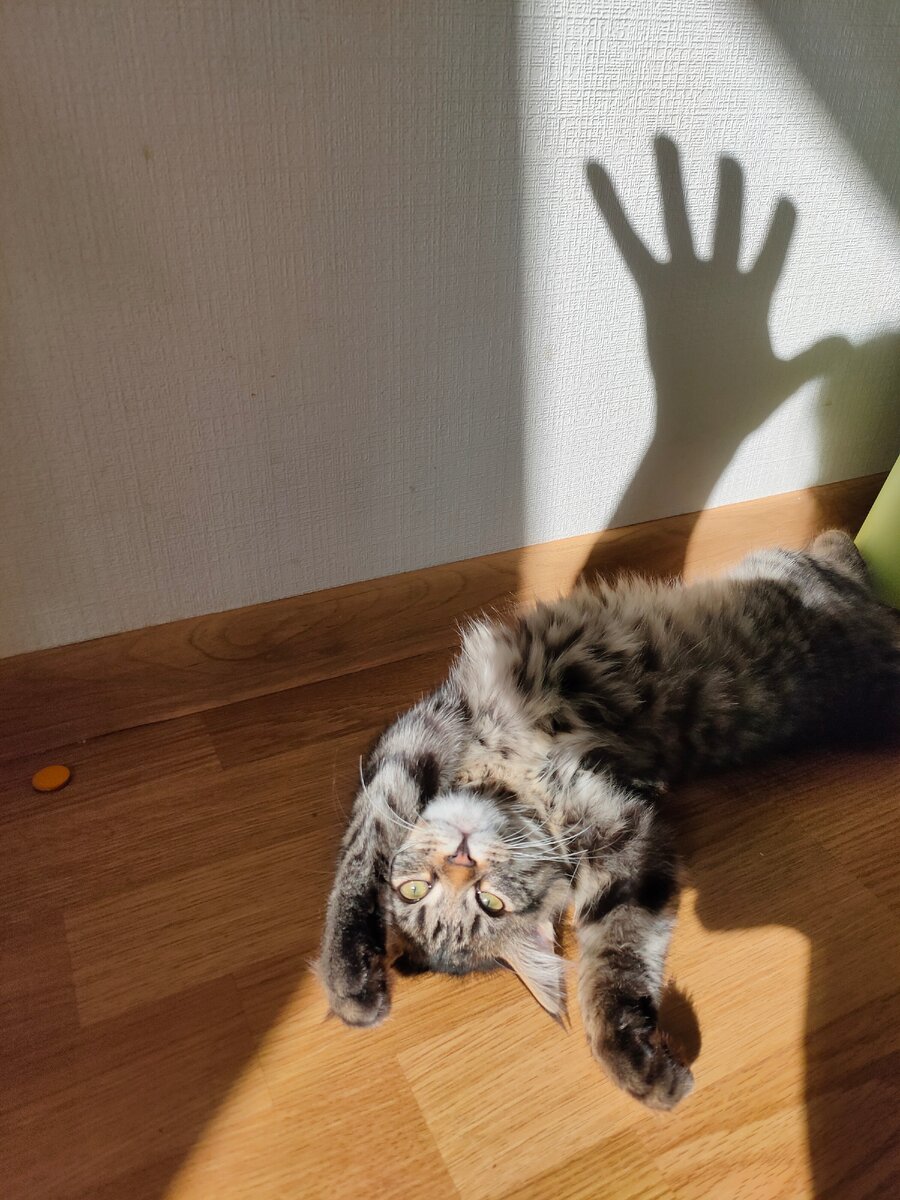 На фото Тесла радуется редкому солнцу