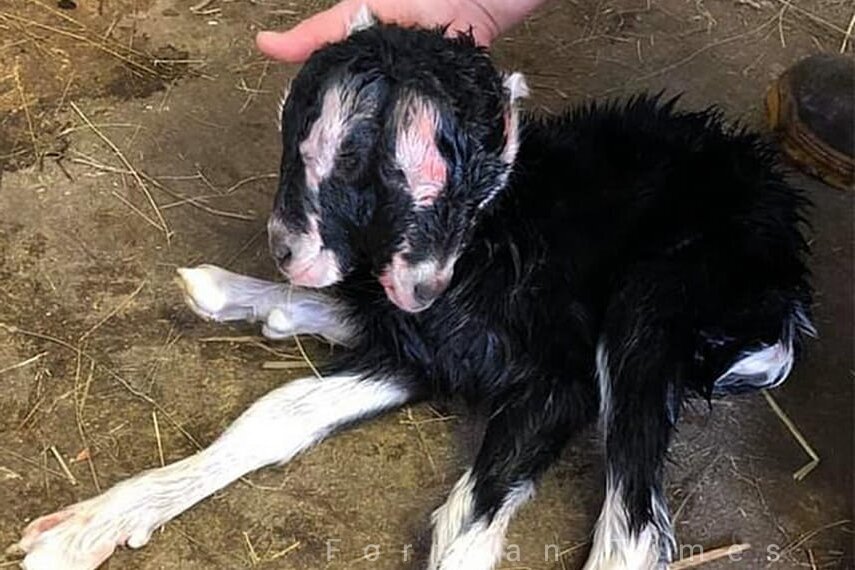 Двухглавый козёл