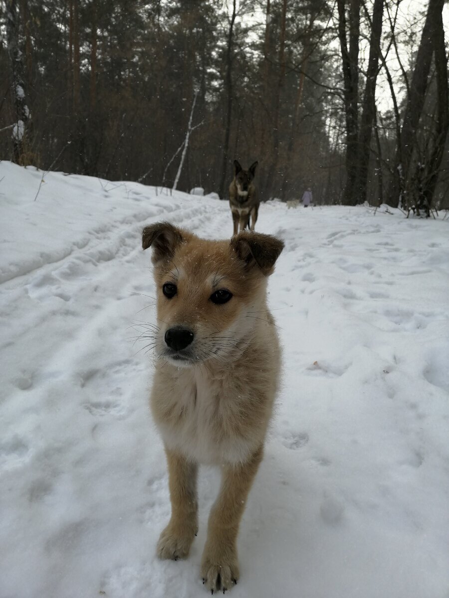 Третий щенок, который прожил с ней всю зиму в лесу