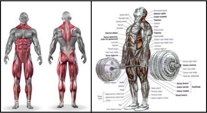 Deadlift Anatomy