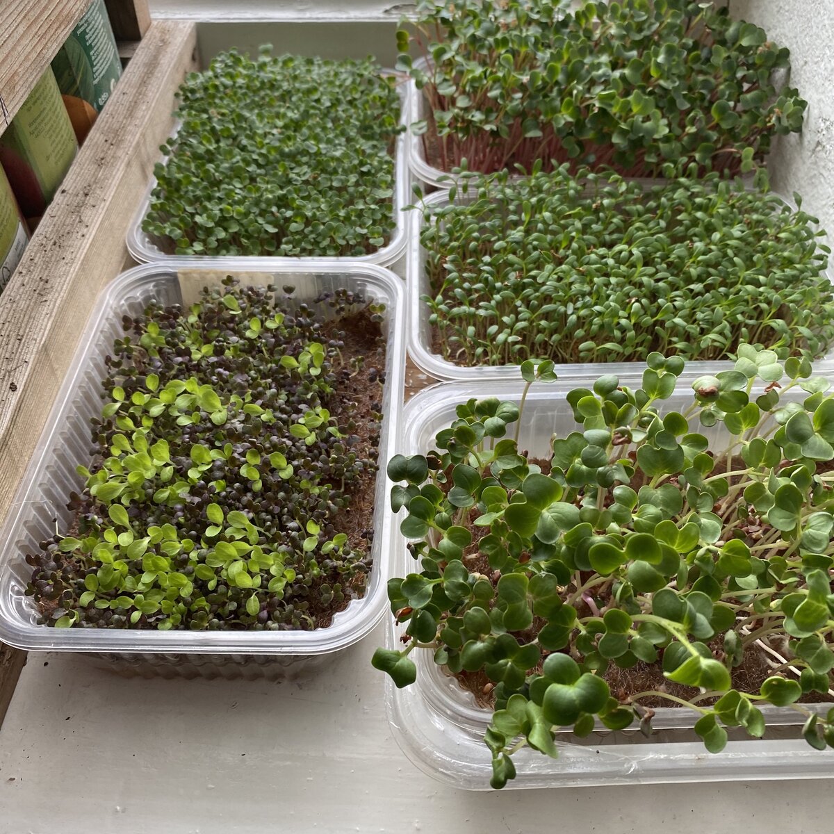 День 7. Сегодня съели редиску. На фото в правом верхнем углу.