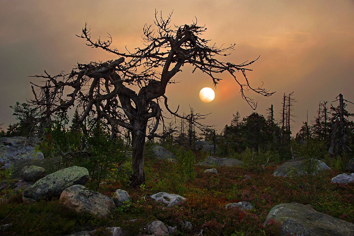 Автор фото неизвестен. Если вы его знаете, сообщите об этом в комментариях