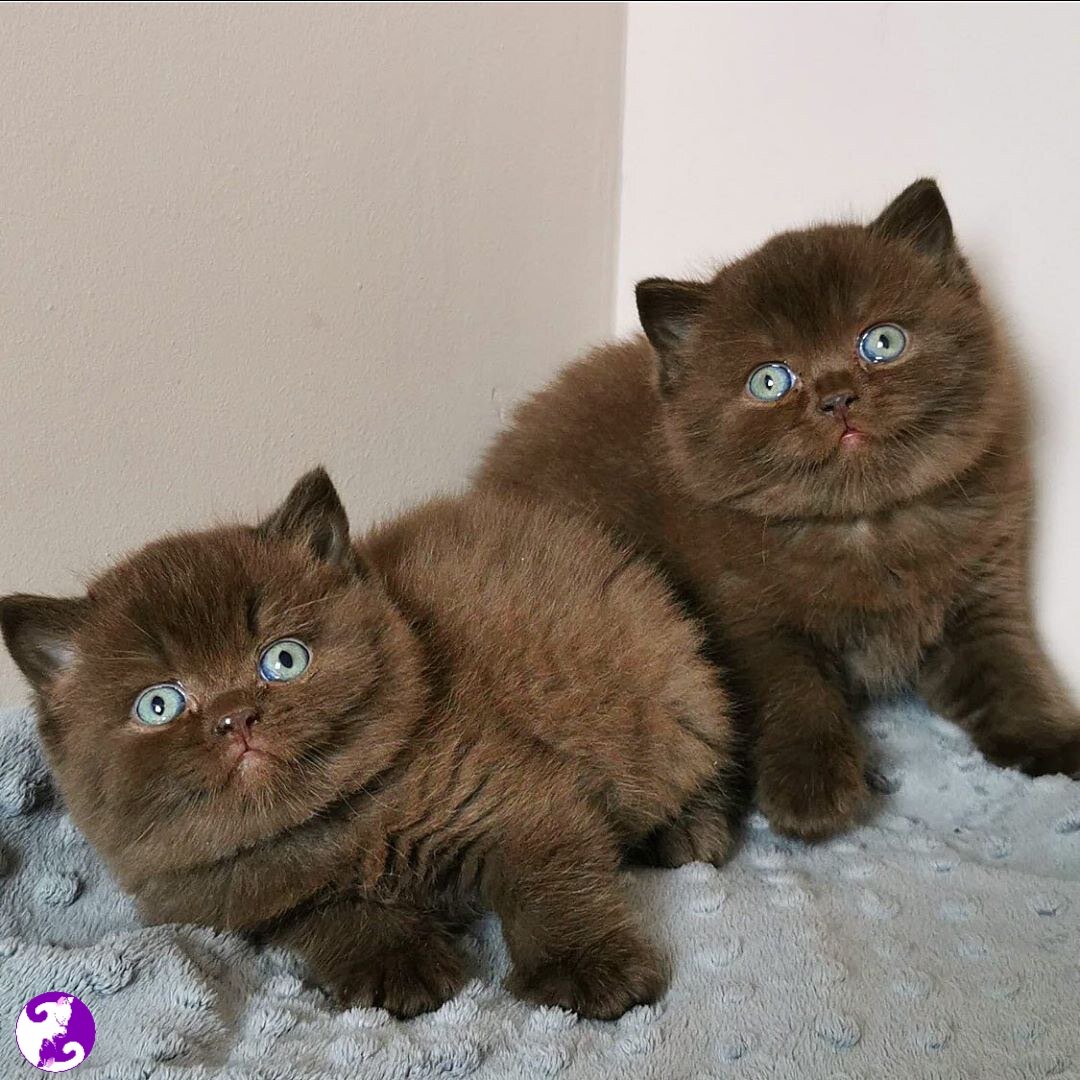 Милые кексики. Источник: Yandex