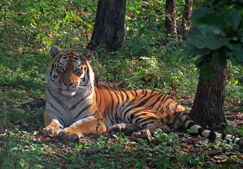 Амурский тигр приморский край парк. Кедровая падь амурский тигр. В каком национальном парке живут тигры. Golestan national park. Тигр борисовский.