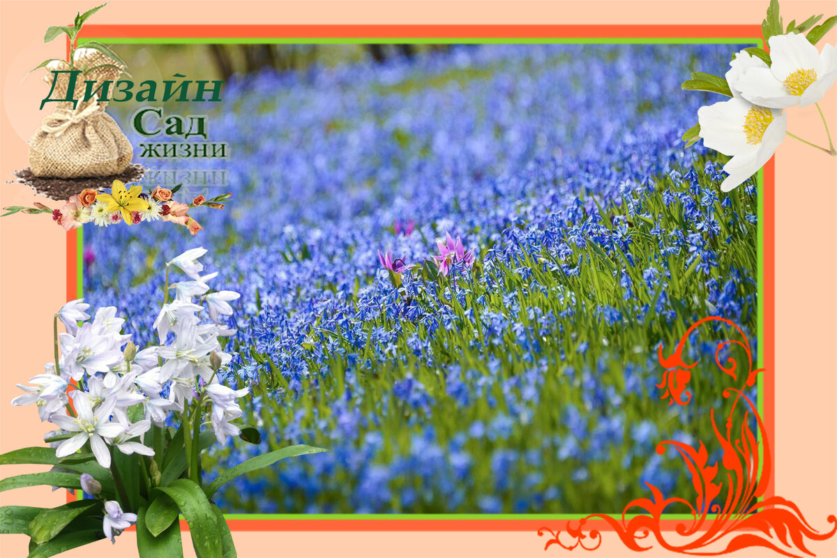 газон из мелколуковичных растений