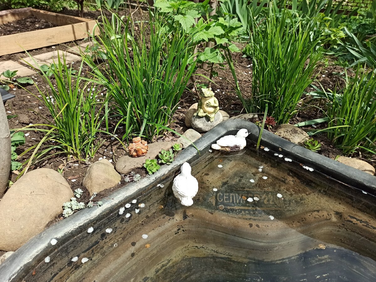 Камни на берегу моего водоема