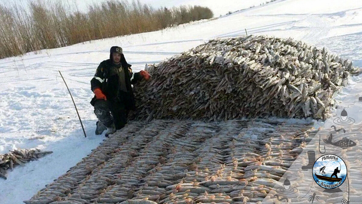 🎣 3 рыбы наших рек, которыми топили печи и жгли в костре вместо дров | 🎣  Рыбалка с Алексеичем 🎣 | Дзен