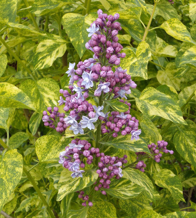 Сирень Аукобафолия цветение. https://zpitomnik.ru/images/3_kustarniki/siren/aucubaefolia_1.jpg