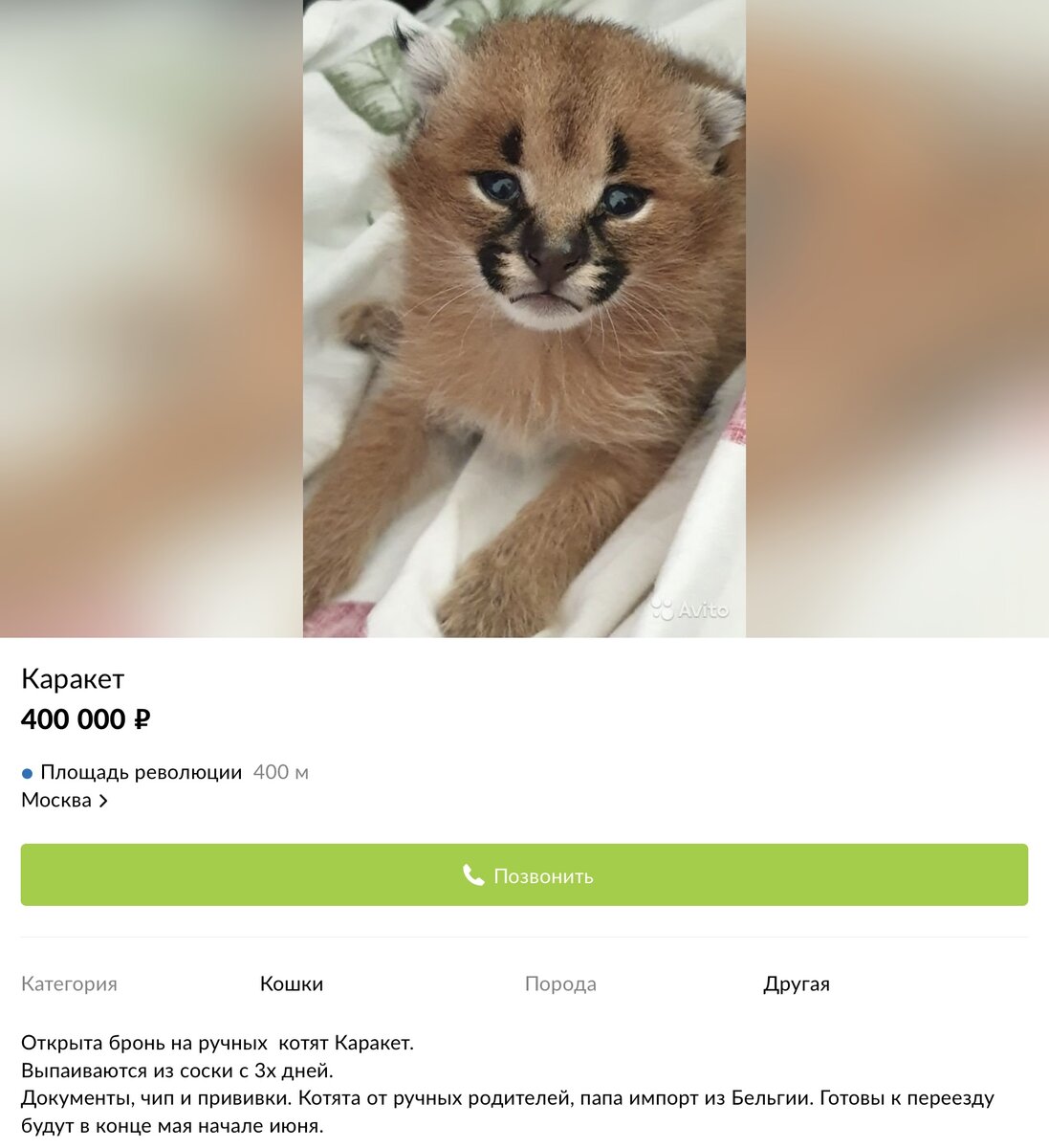 Это гибрид дикой пустынной рыси «Каракаса» и домашней кошки.