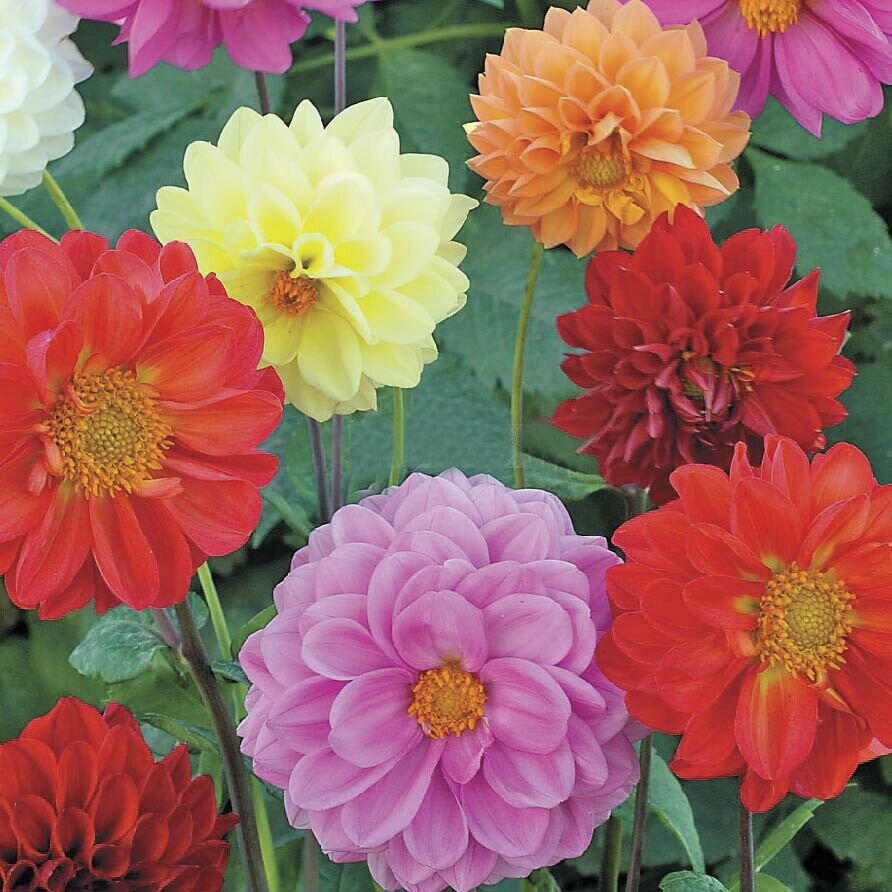 Георгина Dahlia variabilis