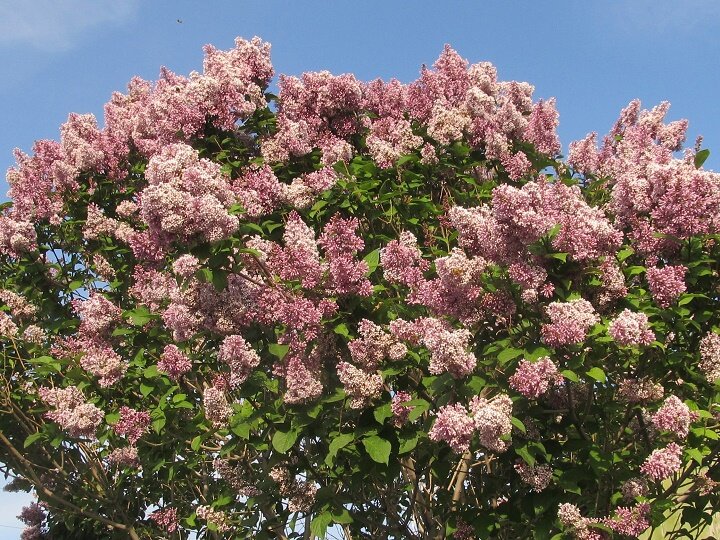 © All rights reserved. --- Цветущая сирень.