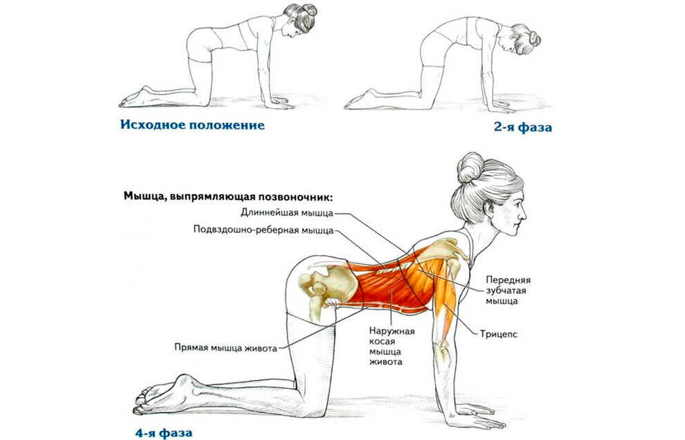 Привести спину в порядок. Упражнения для укрепления мышц спины. Потянул спину в пояснице что делать. Кошка верблюд упражнение. Иллюстрации упражнения на ноги грудь спину.