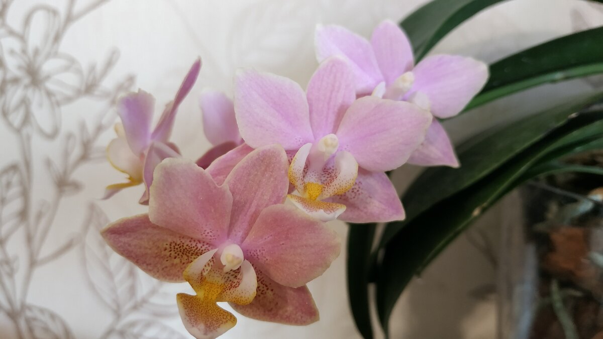 Розовая "фабрика" - зимнее цветение