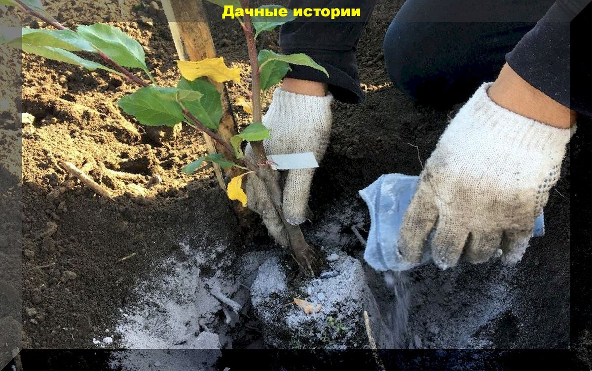 https://vk.com/photo-159774511_457244402