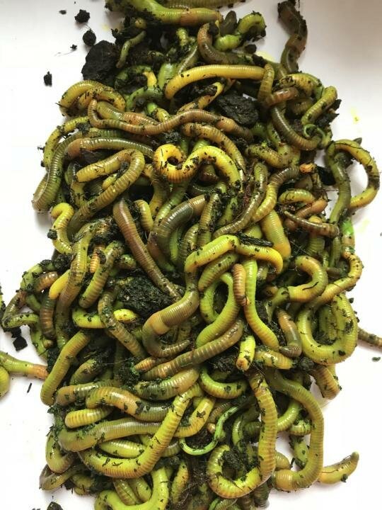 фото из открытого источника.