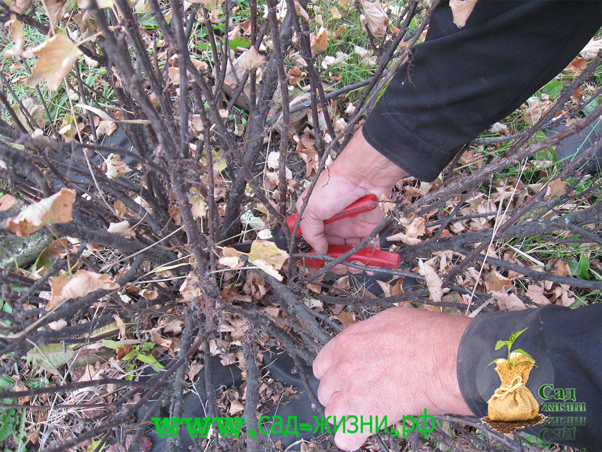 Готовим сад к зиме