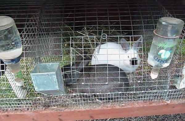 Про выделку шкур кролика в домашних условиях
