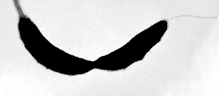 Изображение Caulobacter crescentus, полученное при помощи электронного микроскопа, показывающее две различающиеся дочерние клетки во время клеточного деления. Только одна из дочерних клеток имеет жгутик (справа вверху). Авторы: UNIGE/VIOLLIER