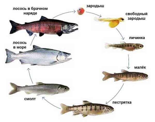 Жизненный цикл лосося