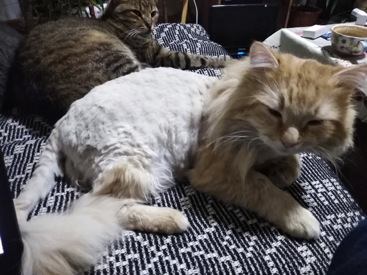 Рыжика побрили после кастрации