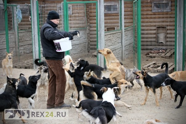 Приют для собак Россошь. Плохие приюты для животных. Питомники с бездомными. Идеальный приют для животных.