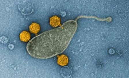 Самая распространенная бактерия Мирового океана оказалась резервуаром вирусов