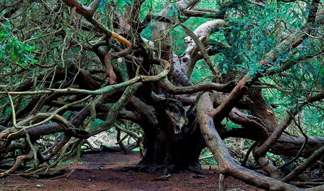 Старые деревья Тисов образуют Магические комнаты