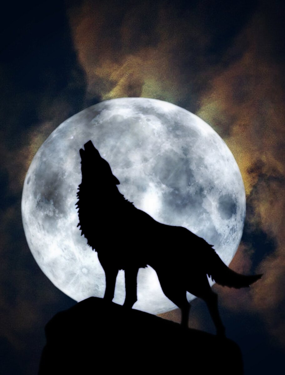 Воющий волк