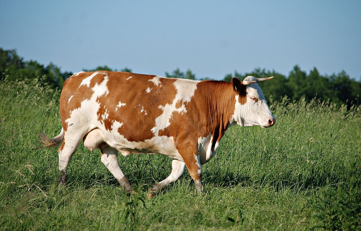Моча коровы разъедает сталь