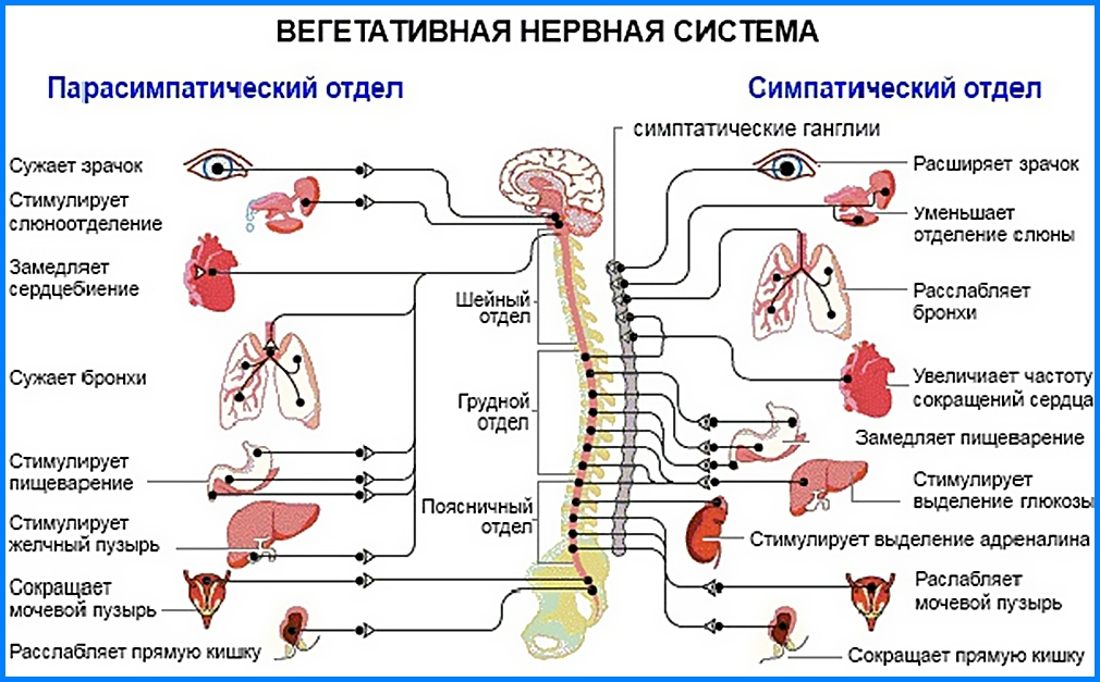 Сужение зрачка какая нервная система. Радужка глаза строение анатомия. Сужение зрачка какая нервная система. Зрачок глаза строение. Иннервация мышц радужки.