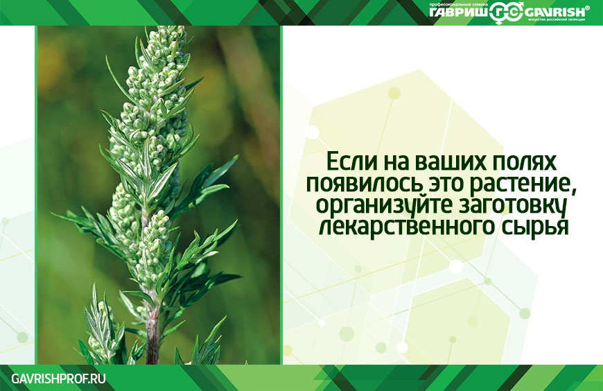 Полынь – сорняк или ценное растение? Разбираемся с мифами и фактами