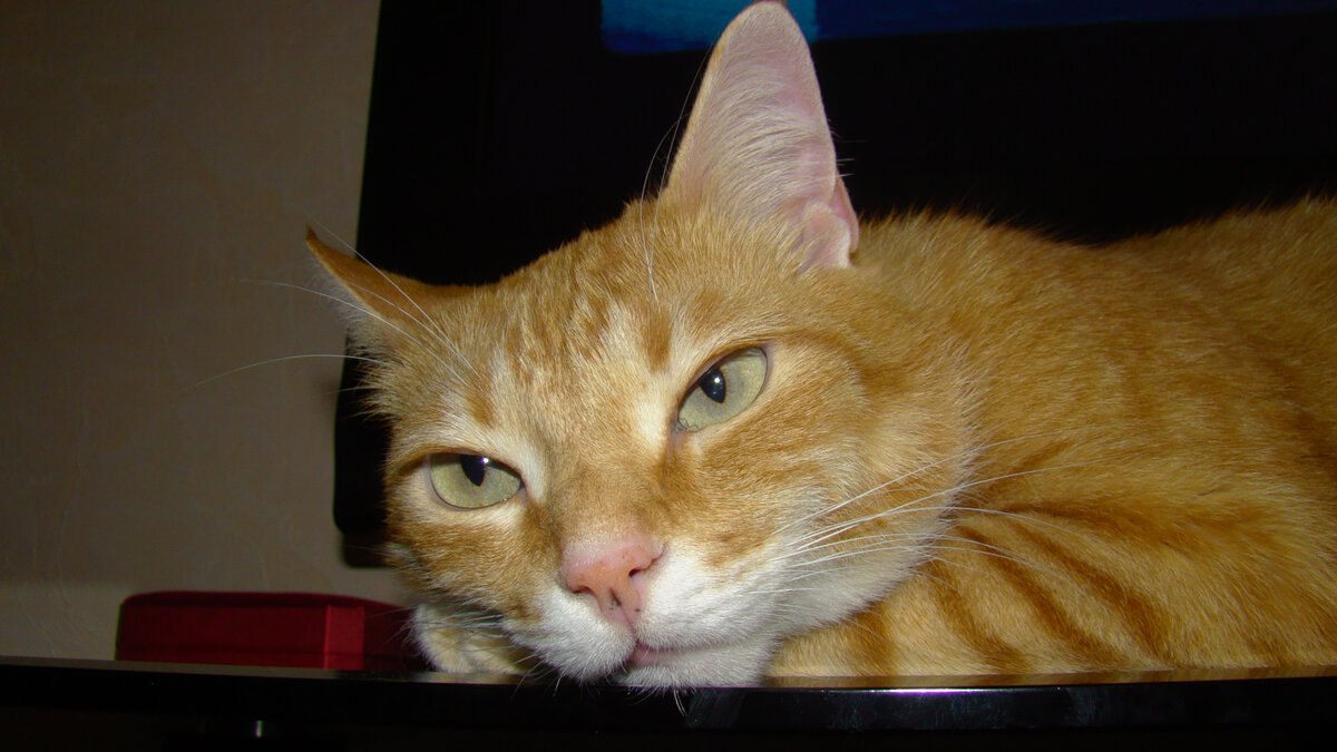 Кошачий прародитель нашего дома