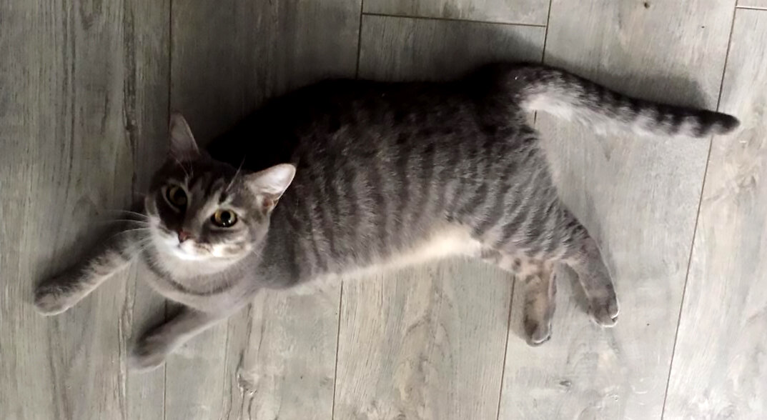 Капельку толстая кошка 😅