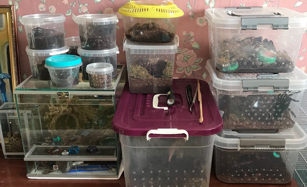 Мое увлечение пауками