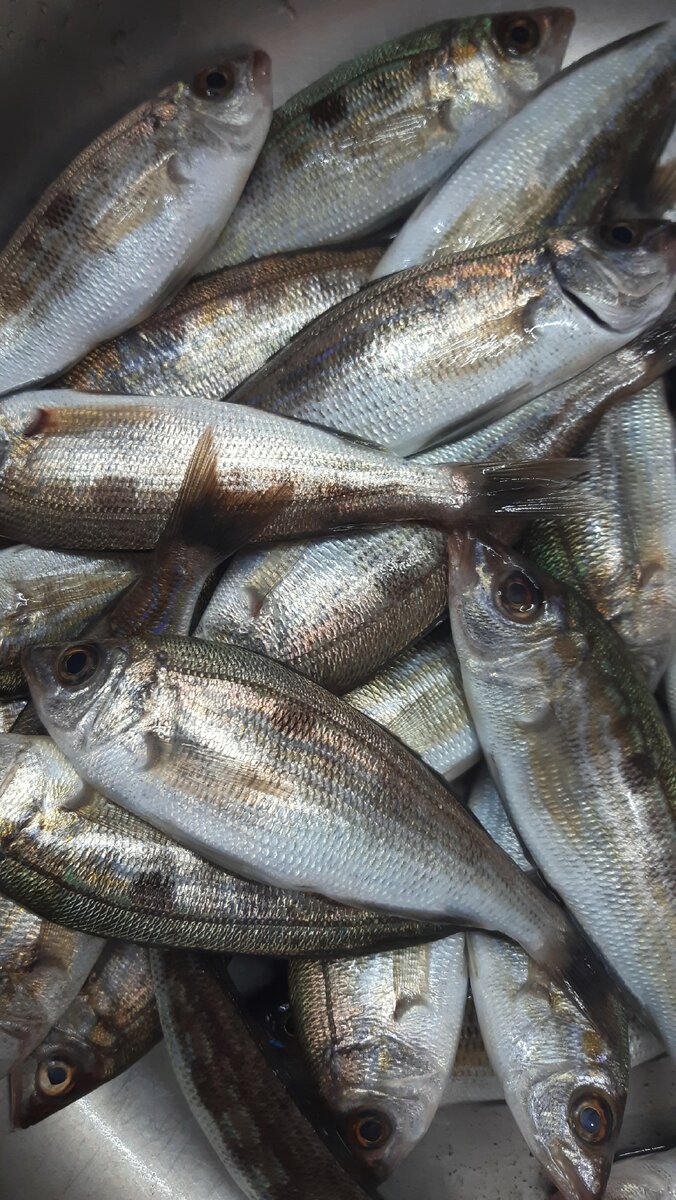 Синий окунь