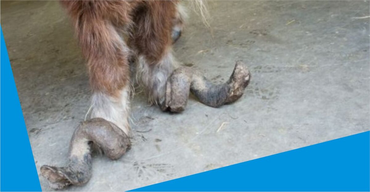 Этому пони не стригли копыта 10 лет