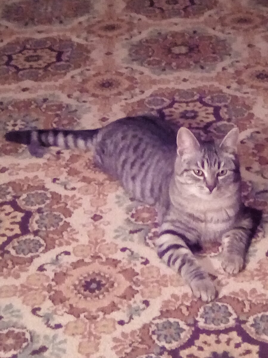 Вот он, мой Бася. Потомок своего деда, истинный кот - мышелов. Основатель  большого прайда, оставшегося без главного кота. 