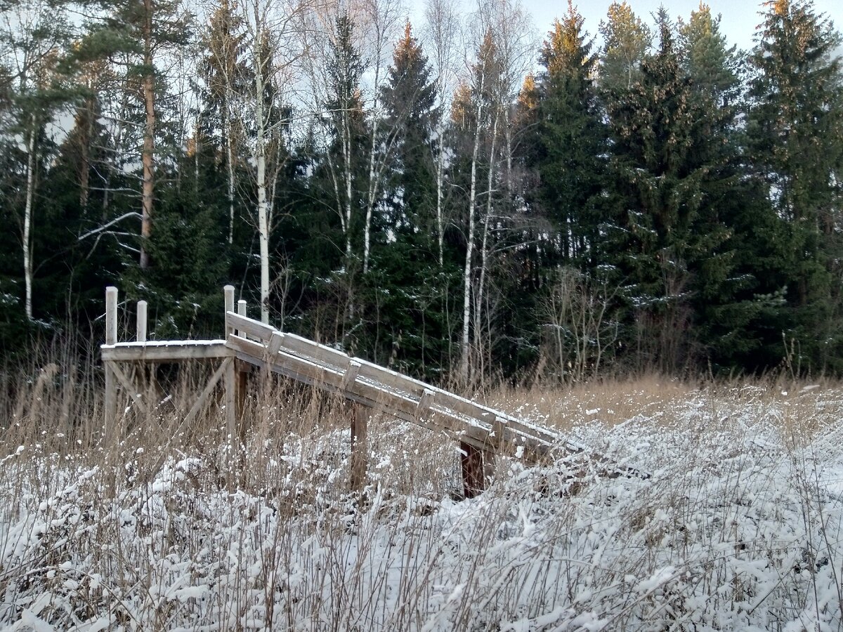 Фото автора. На лесной опушке.